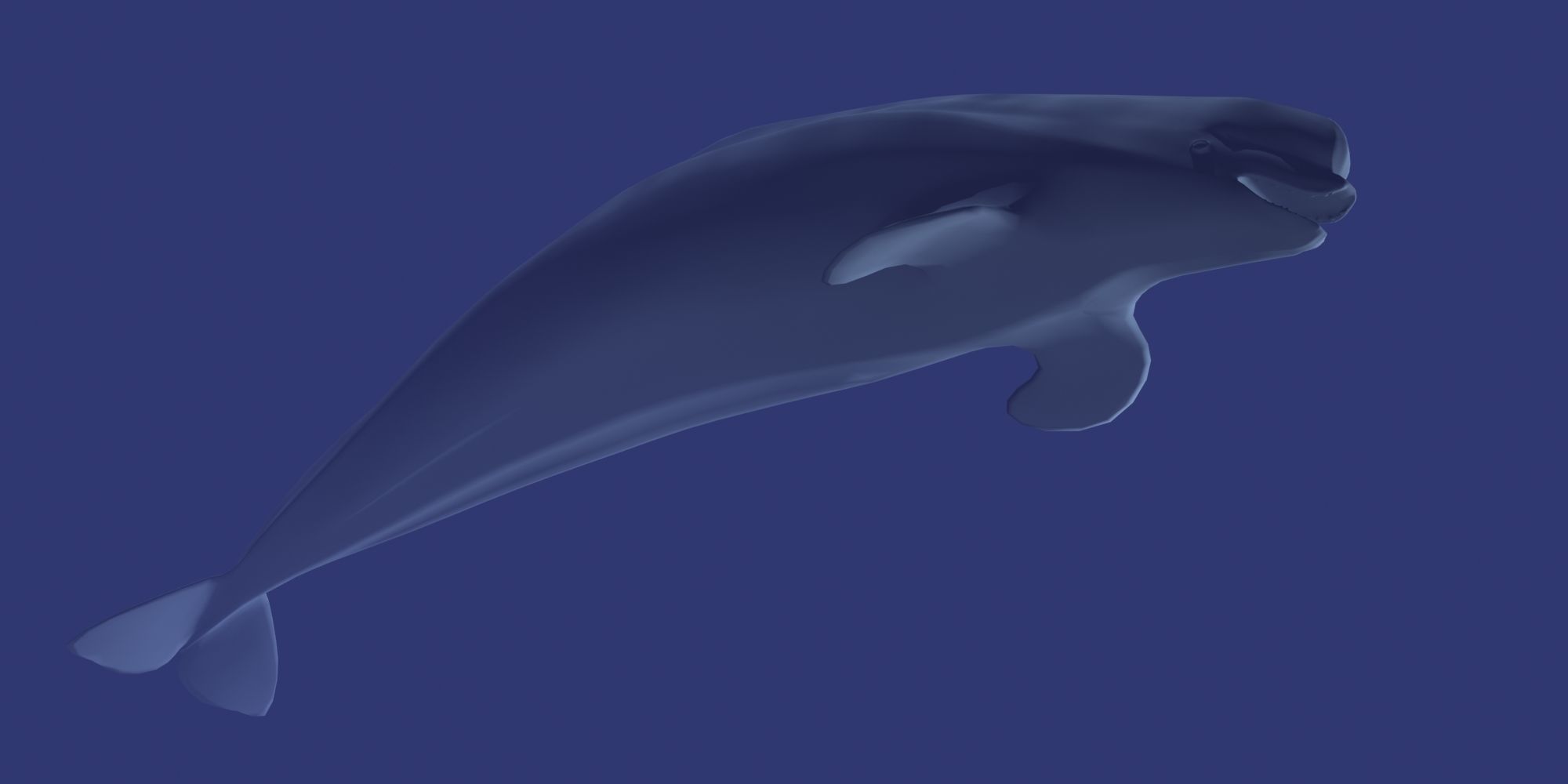 Beluga dolphin 3D model_4