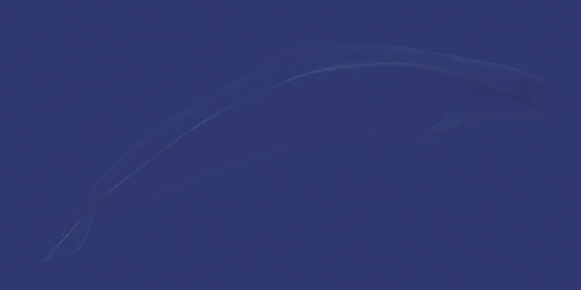 Beluga dolphin 3D model_6