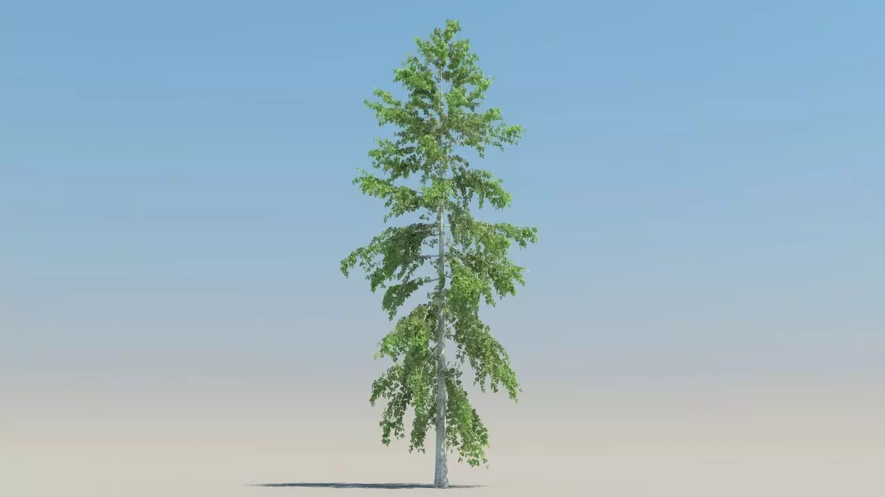 betula trees low poly Low-poly 3D model_5