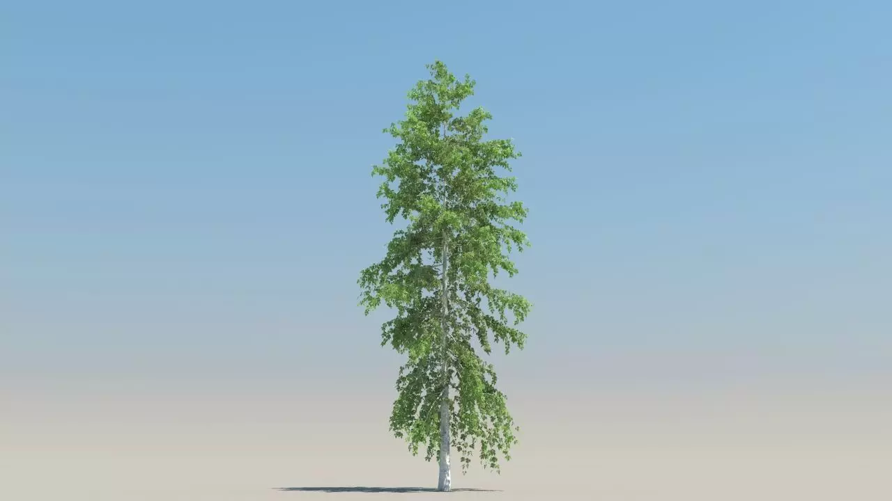 betula trees low poly Low-poly 3D model_4
