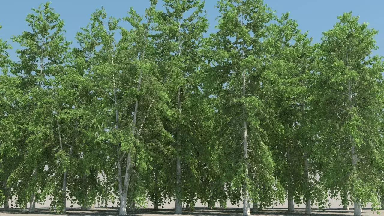 betula trees low poly Low-poly 3D model_0