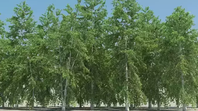 betula trees low poly