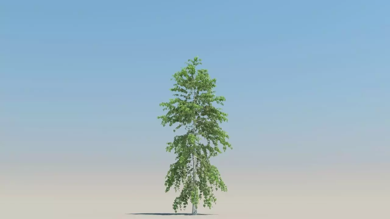 betula trees low poly Low-poly 3D model_2