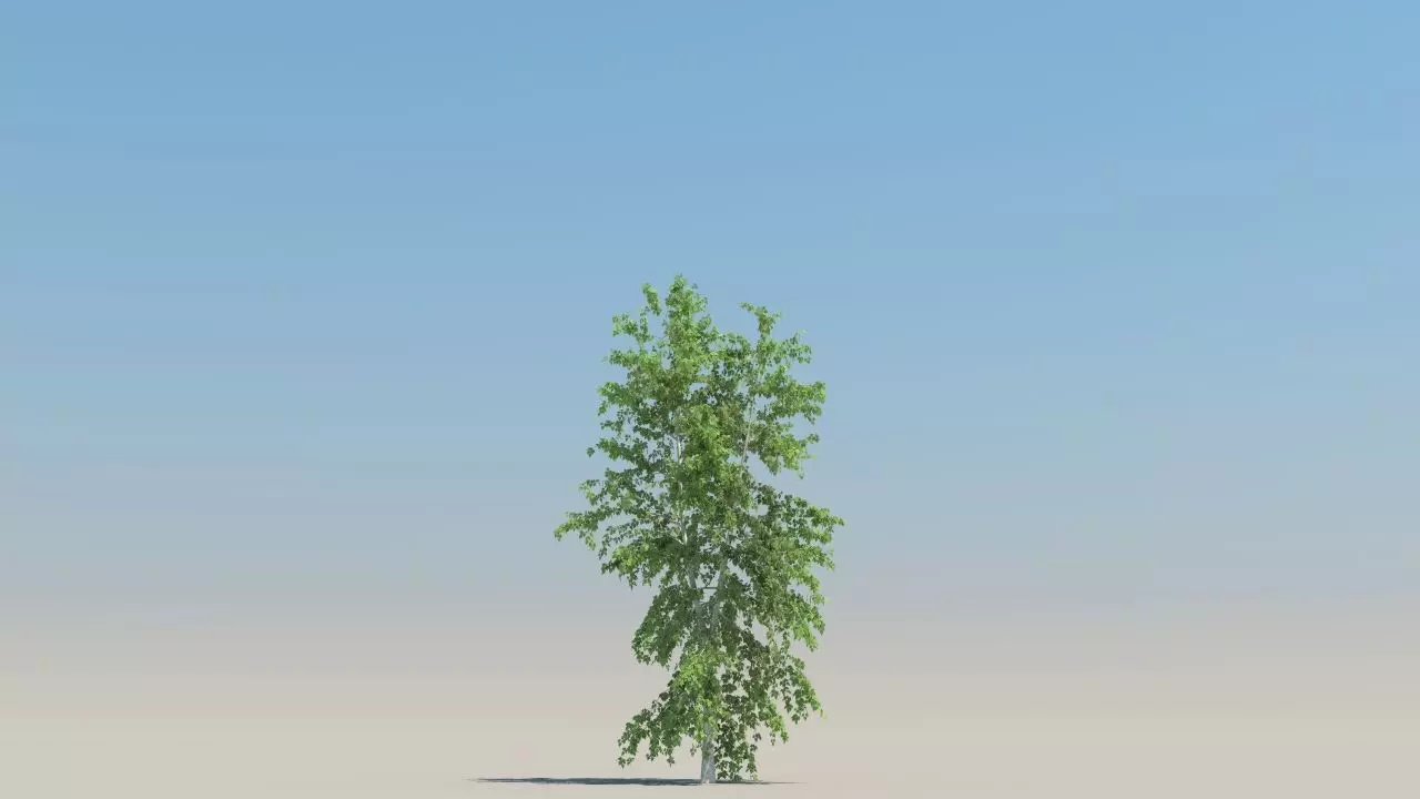 betula trees low poly Low-poly 3D model_1
