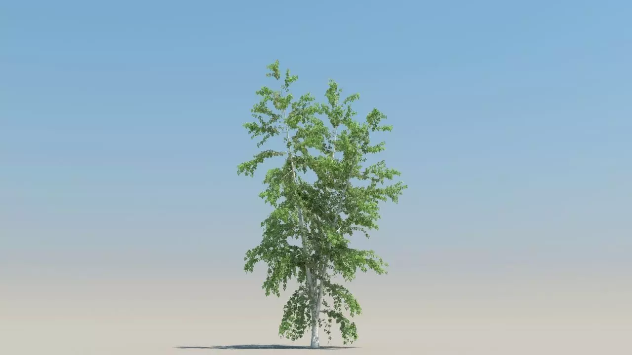betula trees low poly Low-poly 3D model_3