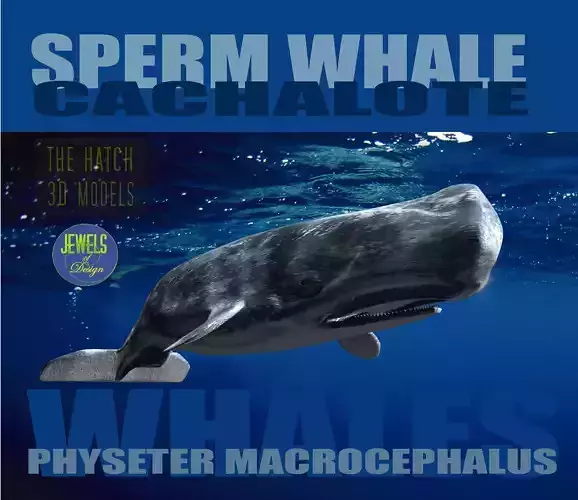 Sperm Whale