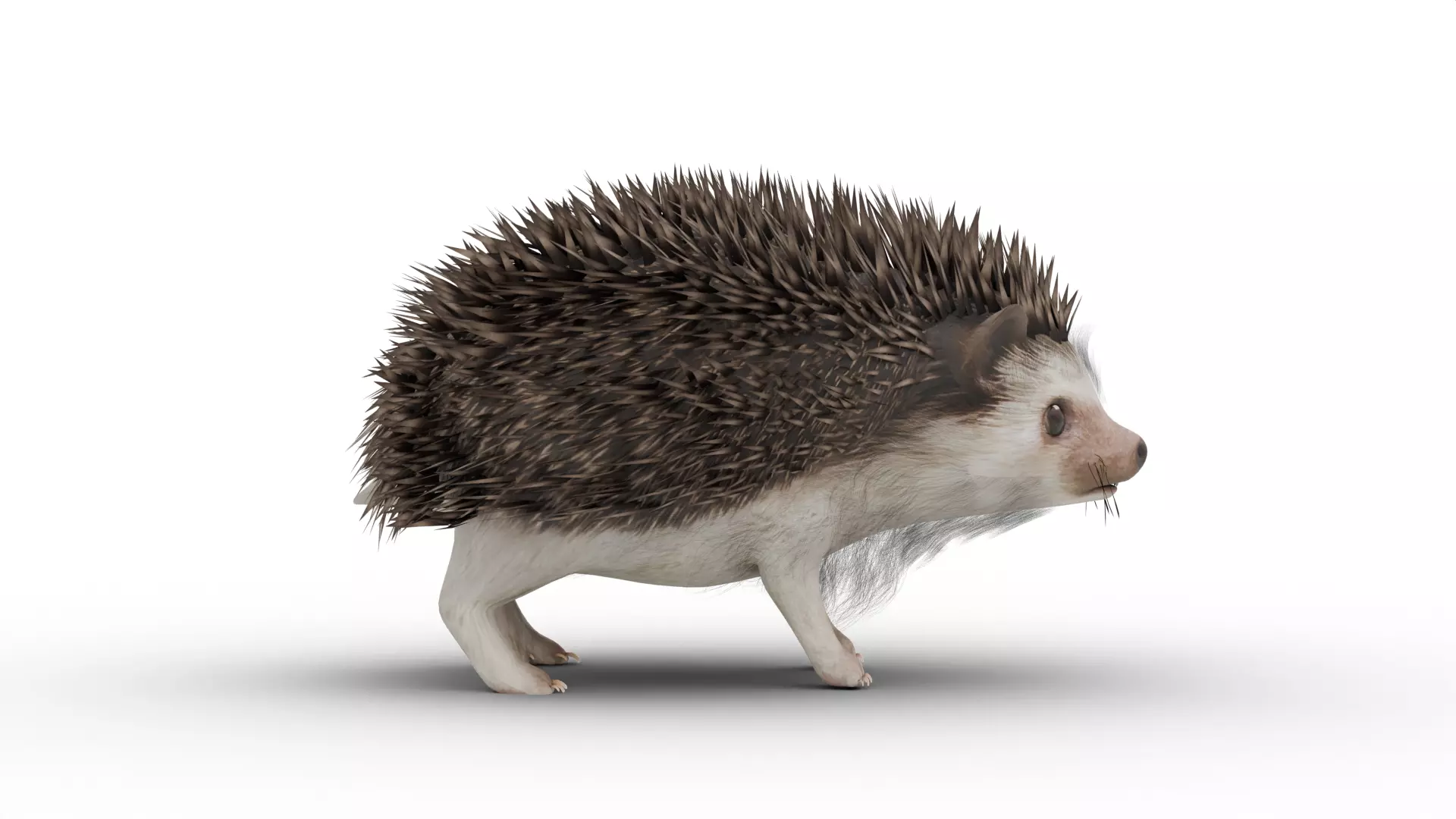 Hedgehog Low-poly 3D model_3