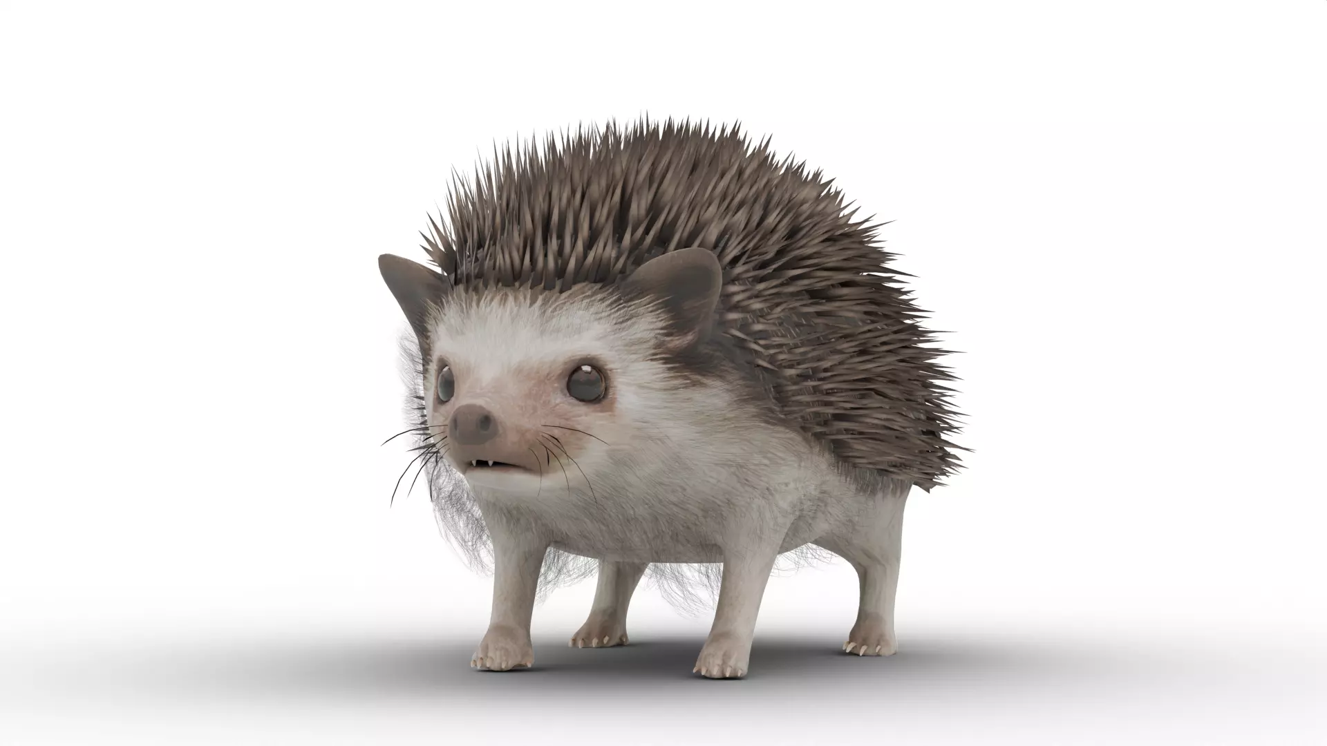 Hedgehog Low-poly 3D model_12