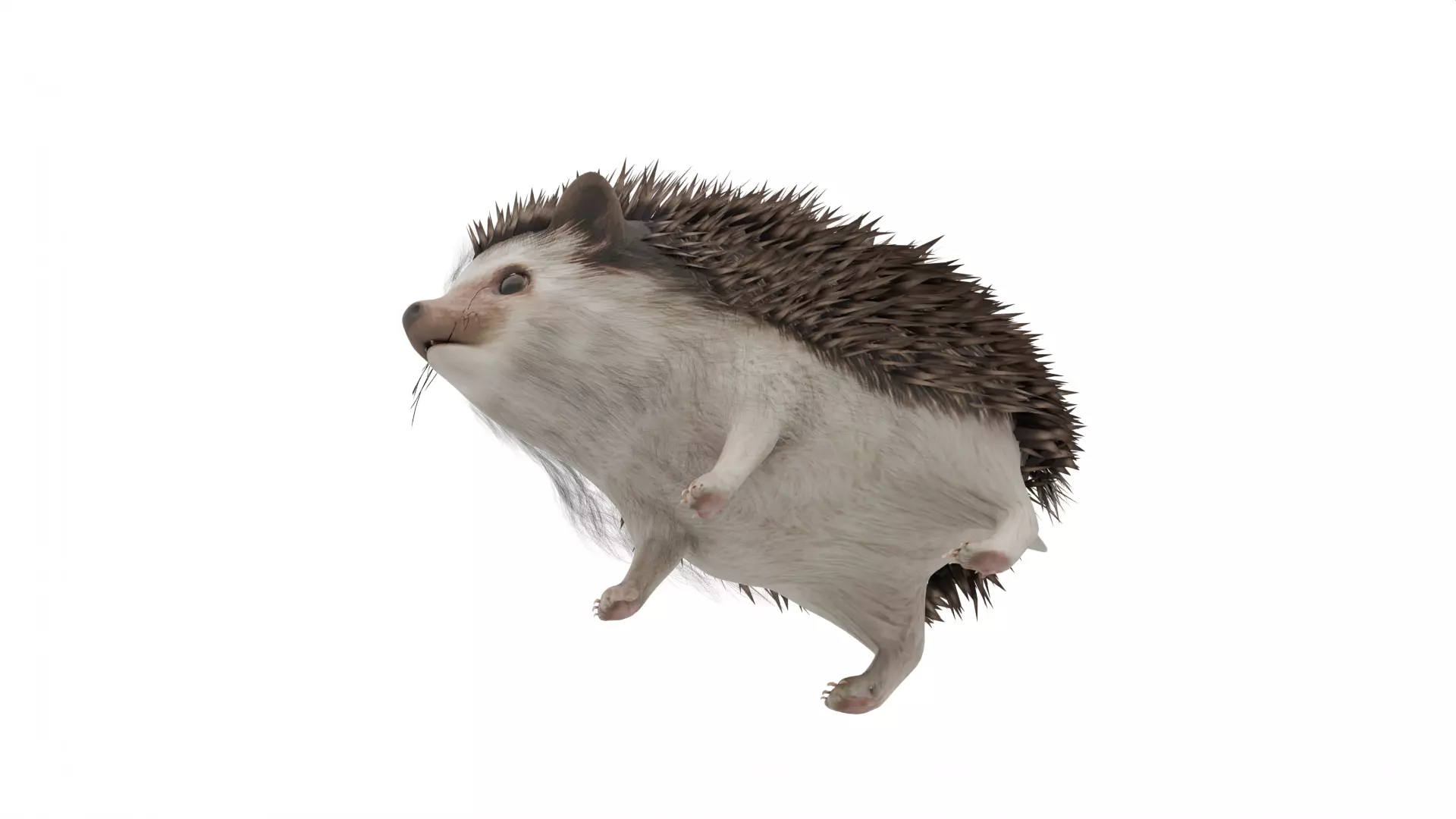 Hedgehog Low-poly 3D model_5