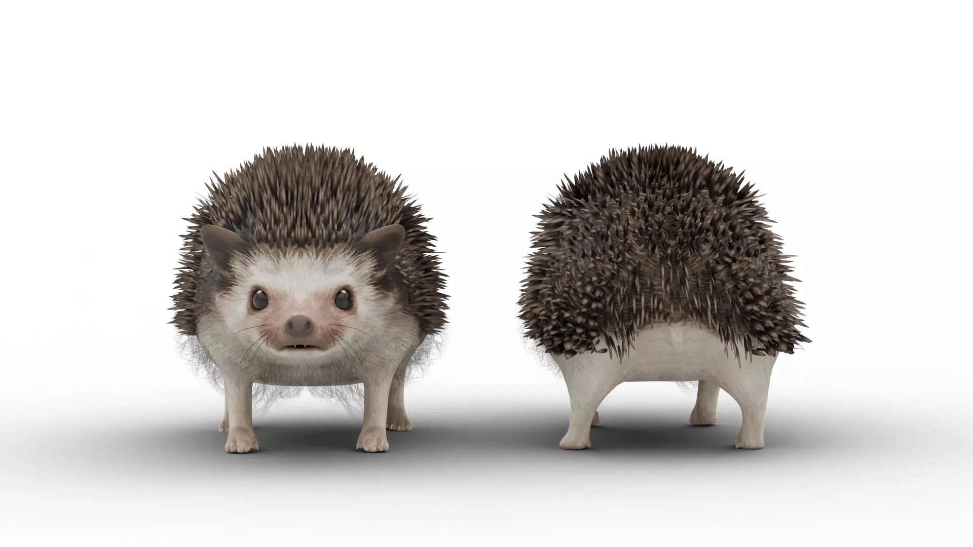 Hedgehog Low-poly 3D model_7