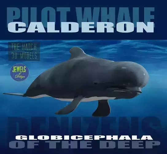 Pilot Whale 3D model