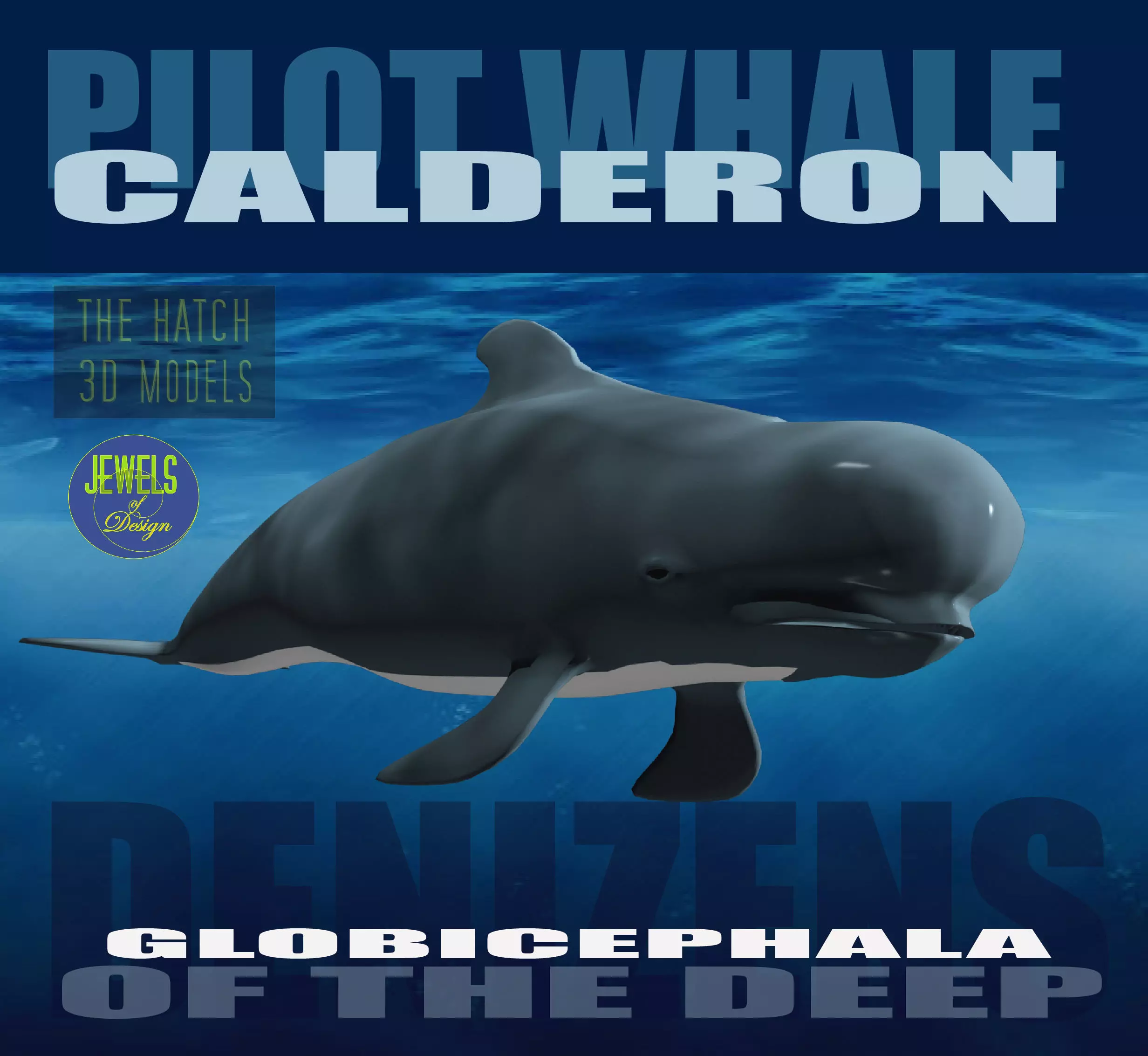 Pilot Whale 3D model_0