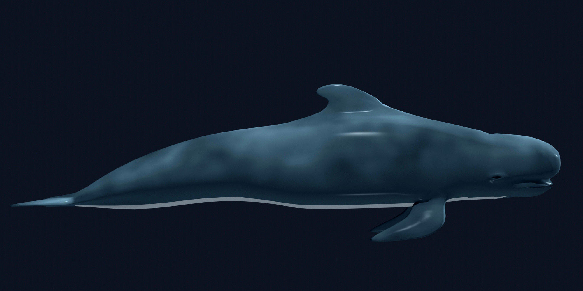 Pilot Whale 3D model_4
