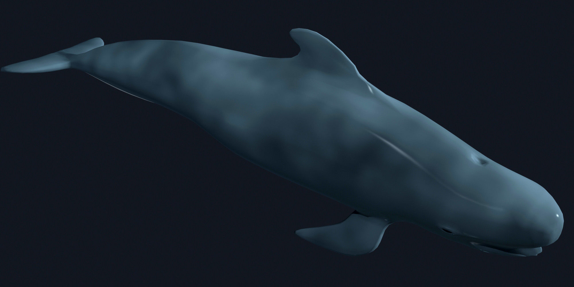 Pilot Whale 3D model_2