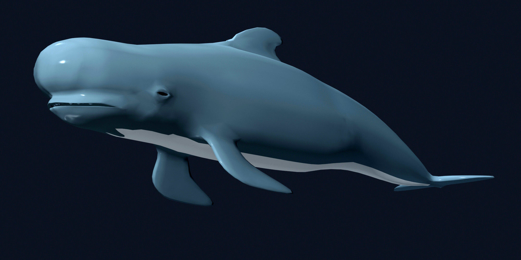 Pilot Whale 3D model_1