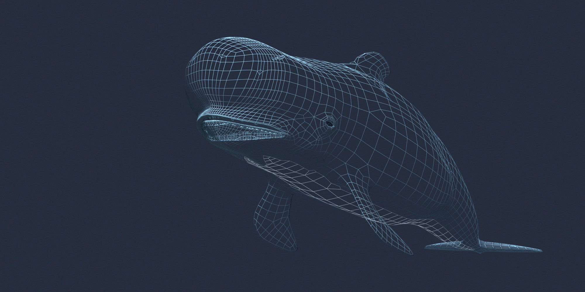Pilot Whale 3D model_6