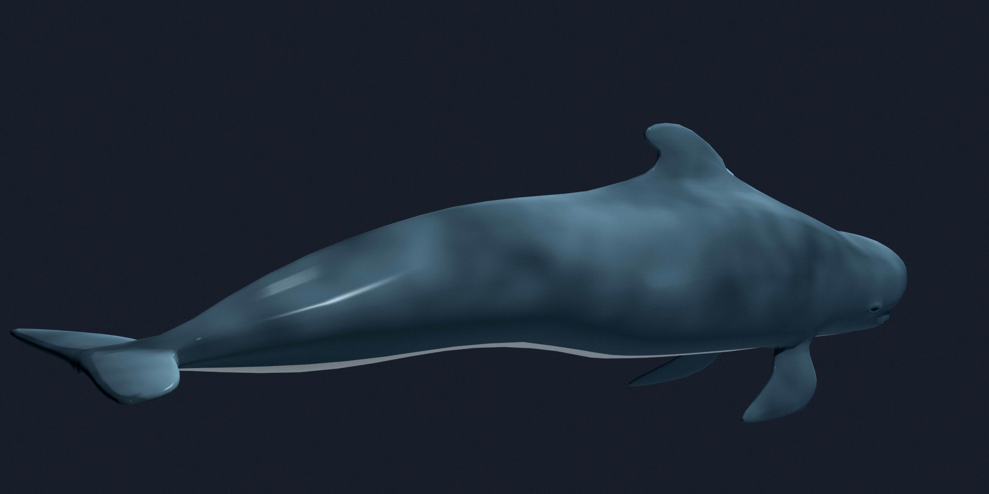 Pilot Whale 3D model_5