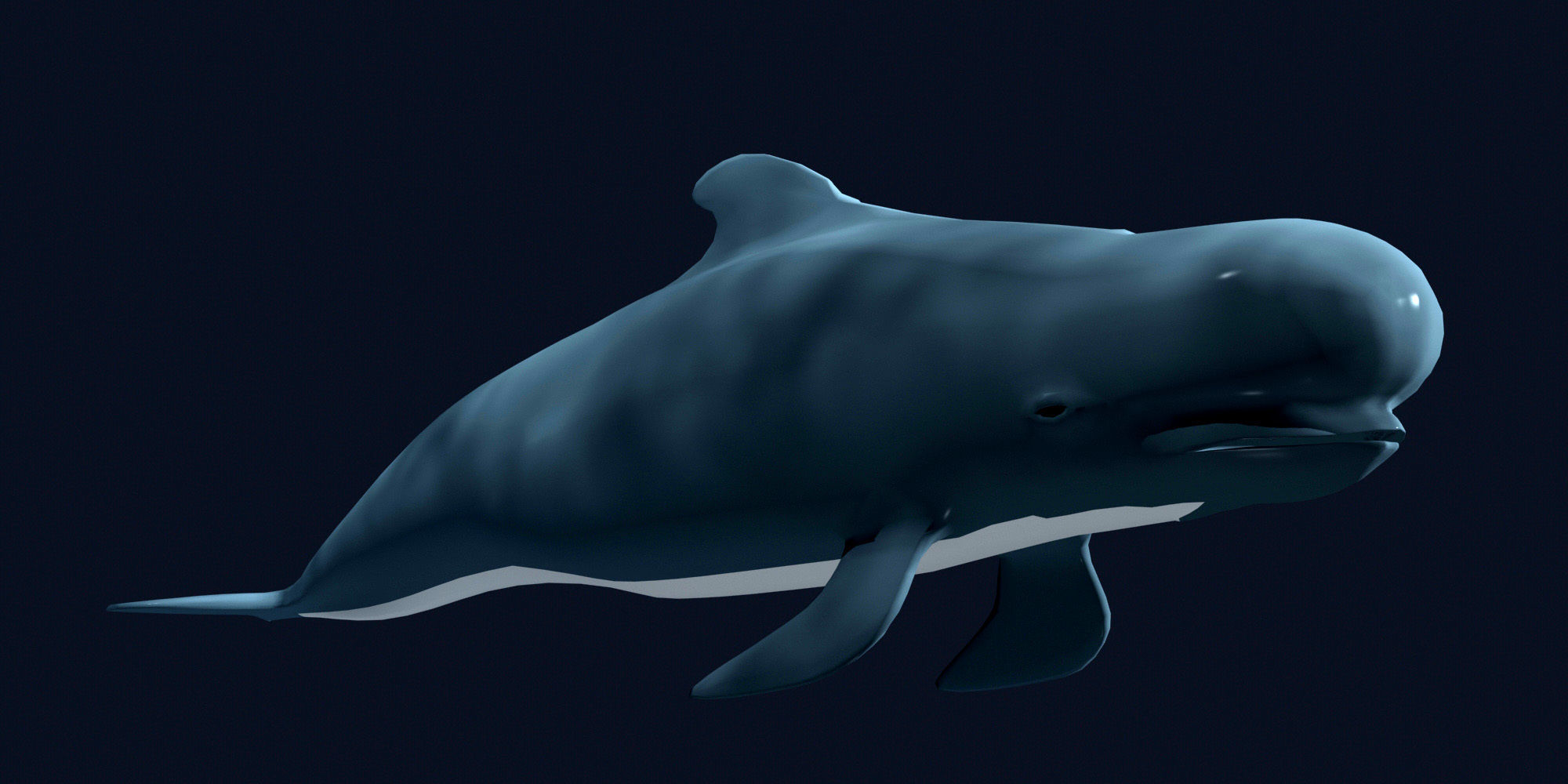 Pilot Whale 3D model_3