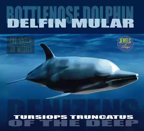 Bottlenose Dolphin 3D model