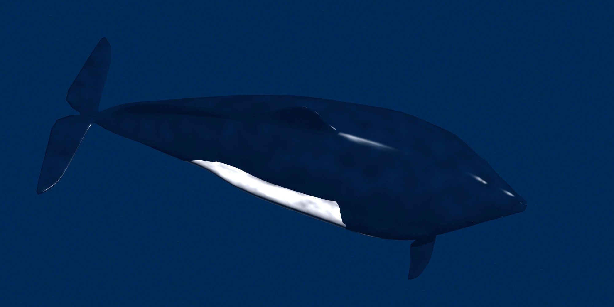 Porpoise orca whale 3D model_2