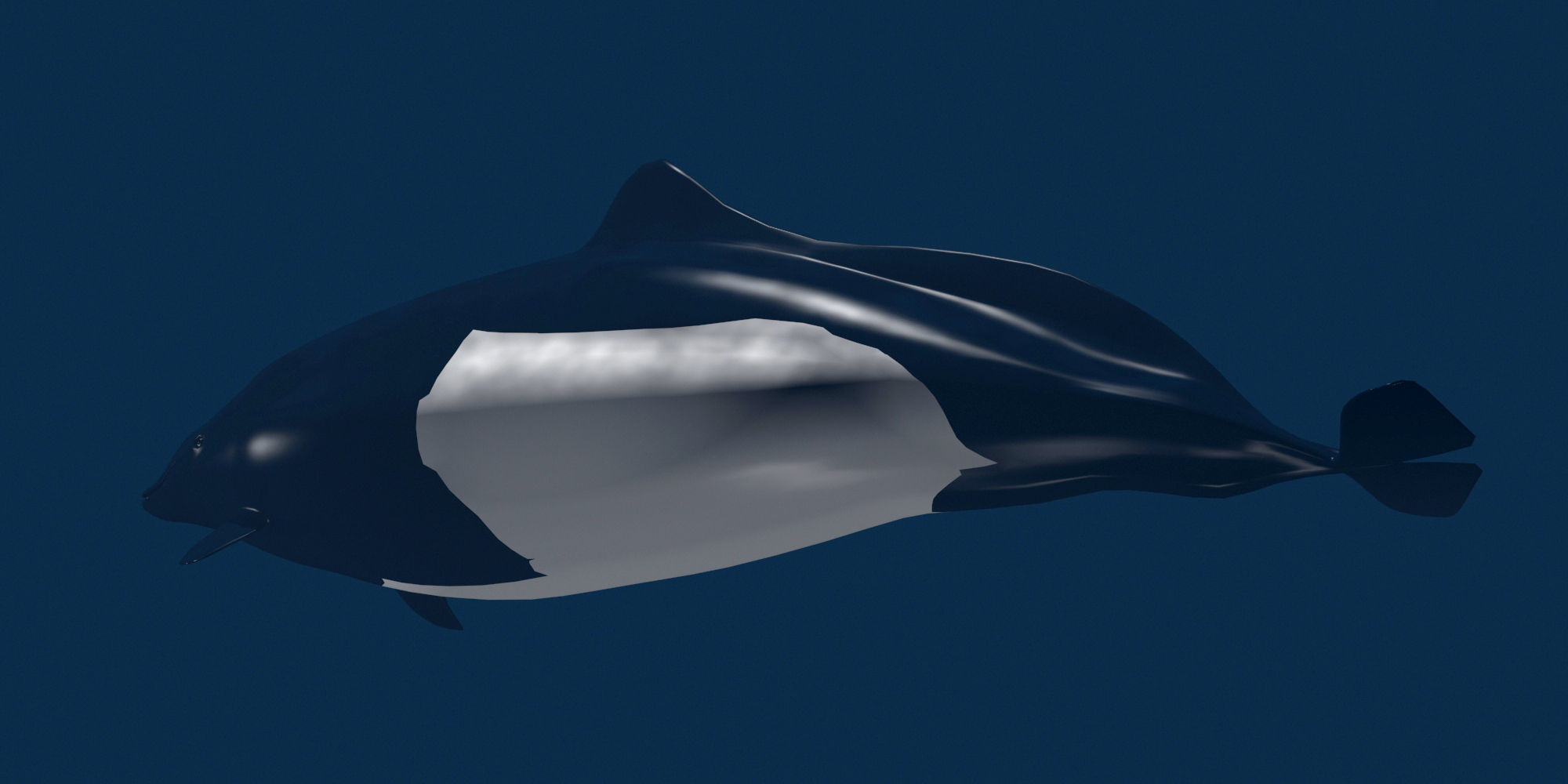 Porpoise orca whale 3D model_3