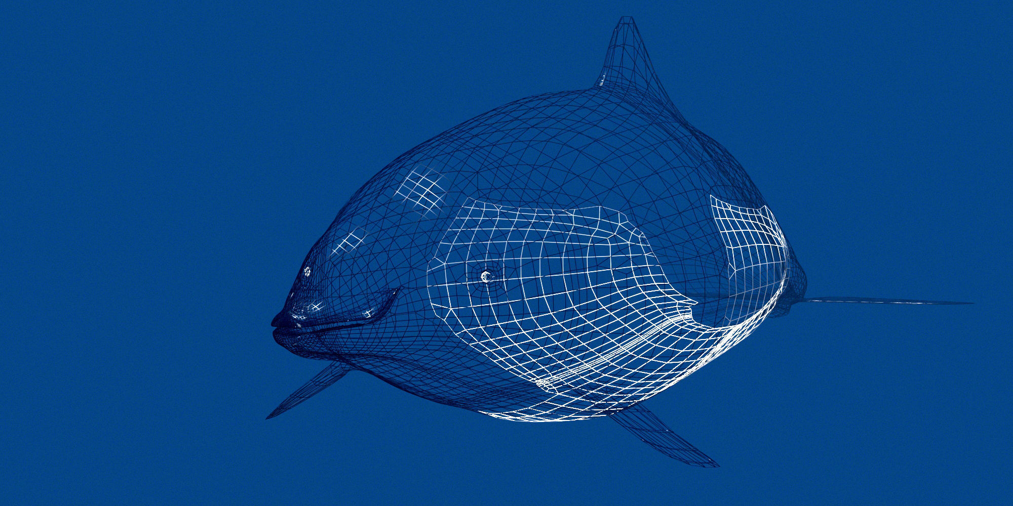 Porpoise orca whale 3D model_6