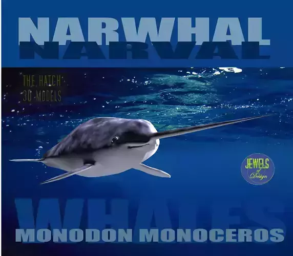 Narwhal