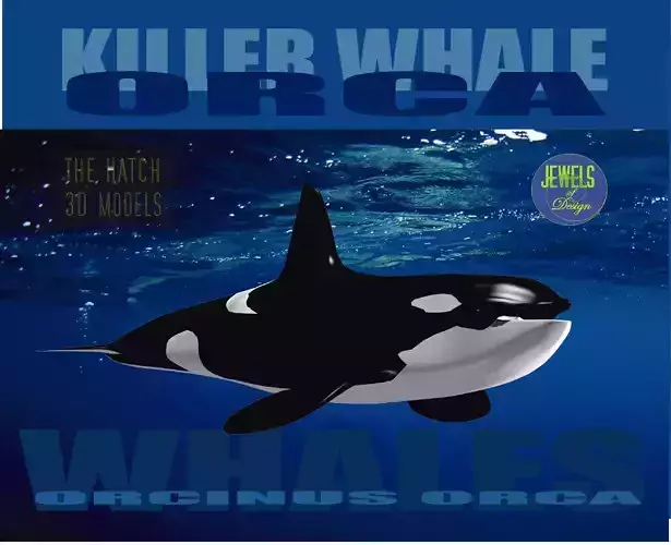 Killer Whale 3D model
