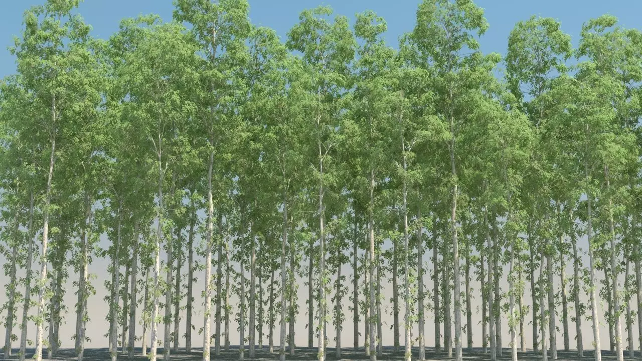 birch trees low poly Low-poly 3D model