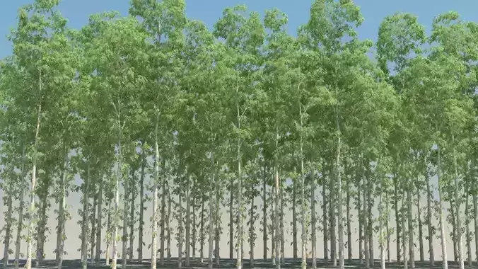 birch trees low poly Low-poly 3D model