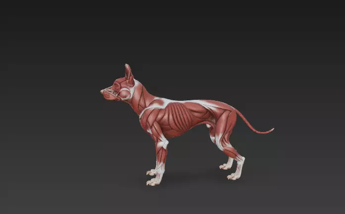 Dog Muscular System - Complete Canine Muscles Anatomy 3D model_1