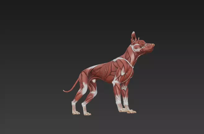 Dog Muscular System - Complete Canine Muscles Anatomy 3D model_7