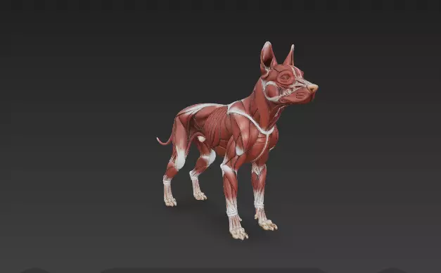 Dog Muscular System - Complete Canine Muscles Anatomy 3D model_0