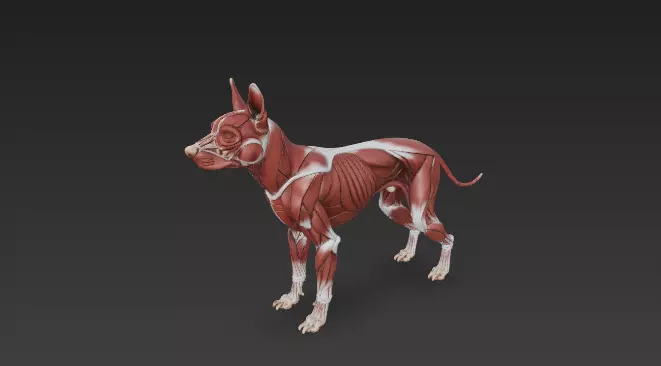 Dog Muscular System - Complete Canine Muscles Anatomy 3D model_3