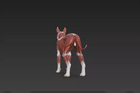 Dog Muscular System - Complete Canine Muscles Anatomy 3D model_5