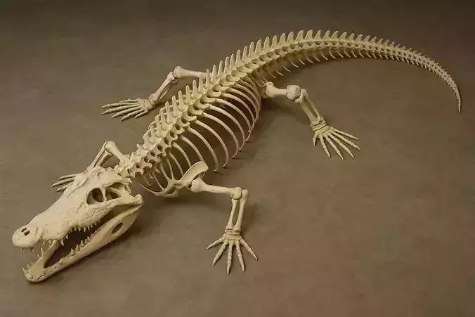 ALLIGATOR SKELETON