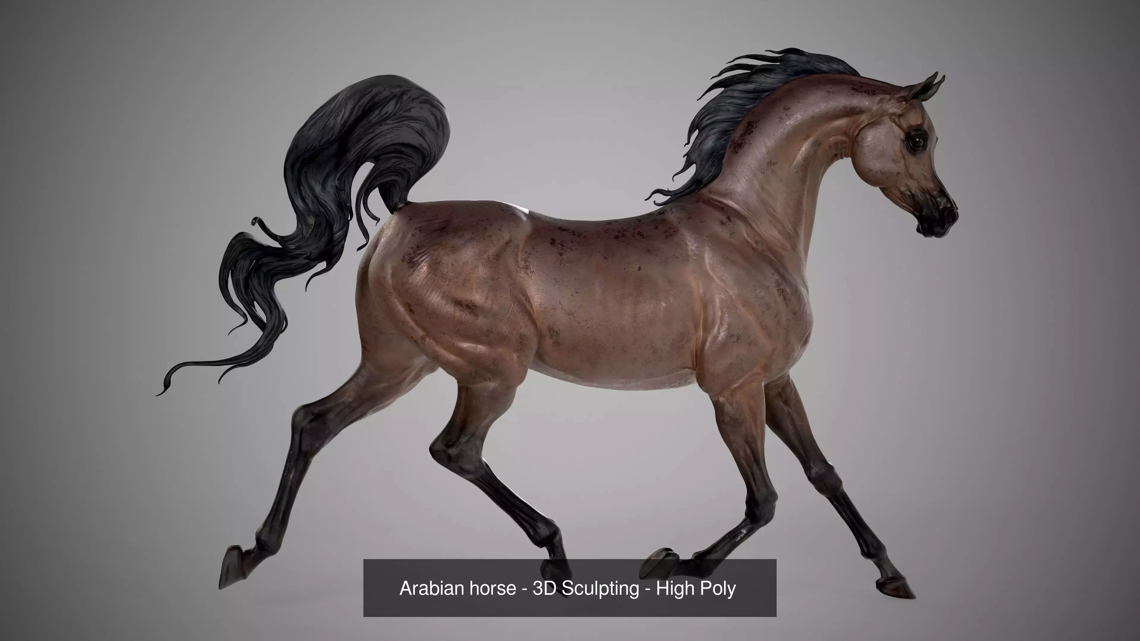 4 Arabian horse I 3D Sculpting 3D Model Collection_5