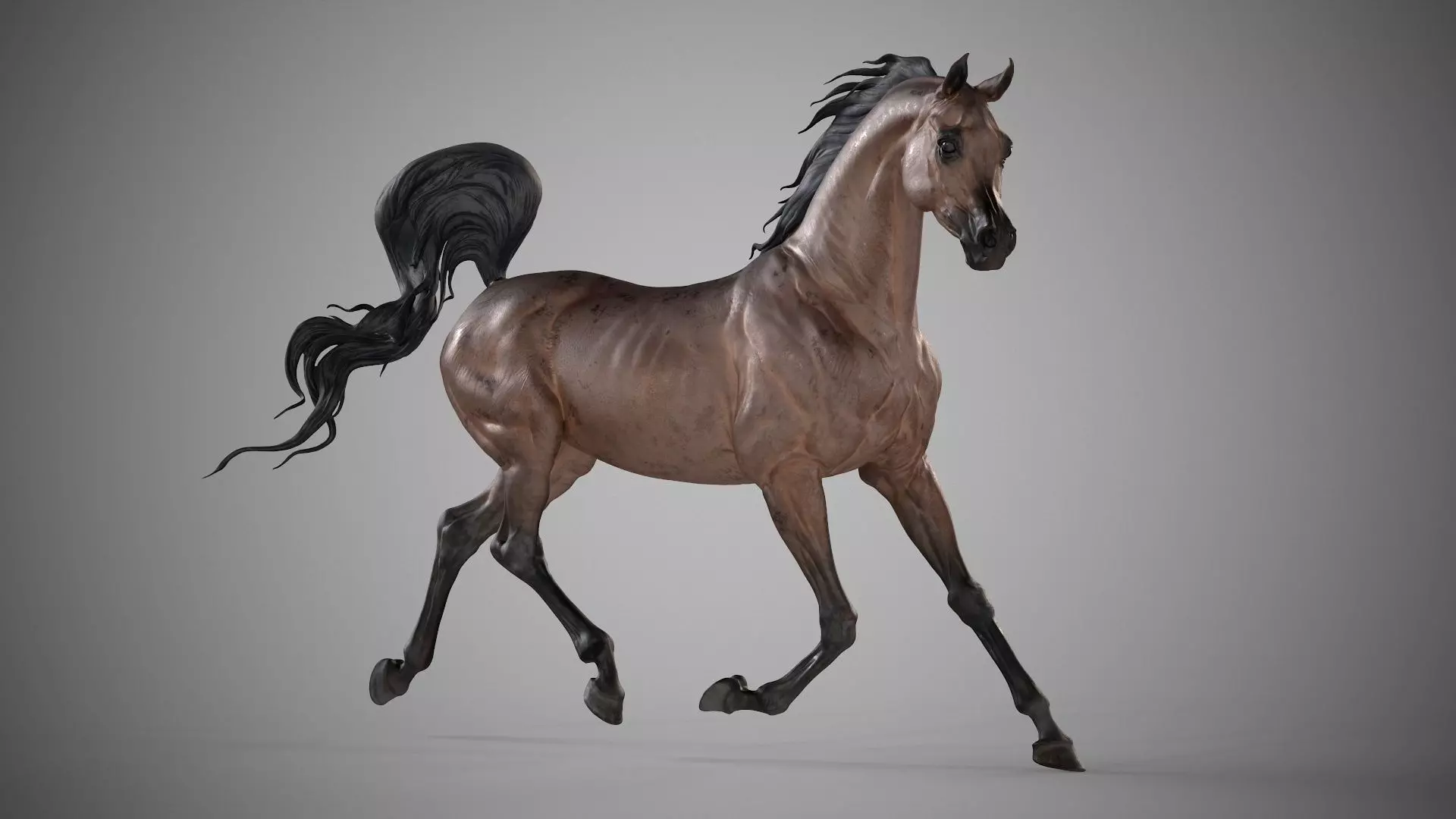 4 Arabian horse I 3D Sculpting 3D Model Collection_6