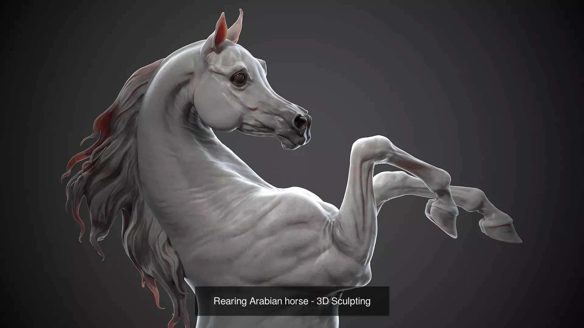 4 Arabian horse I 3D Sculpting 3D Model Collection_15