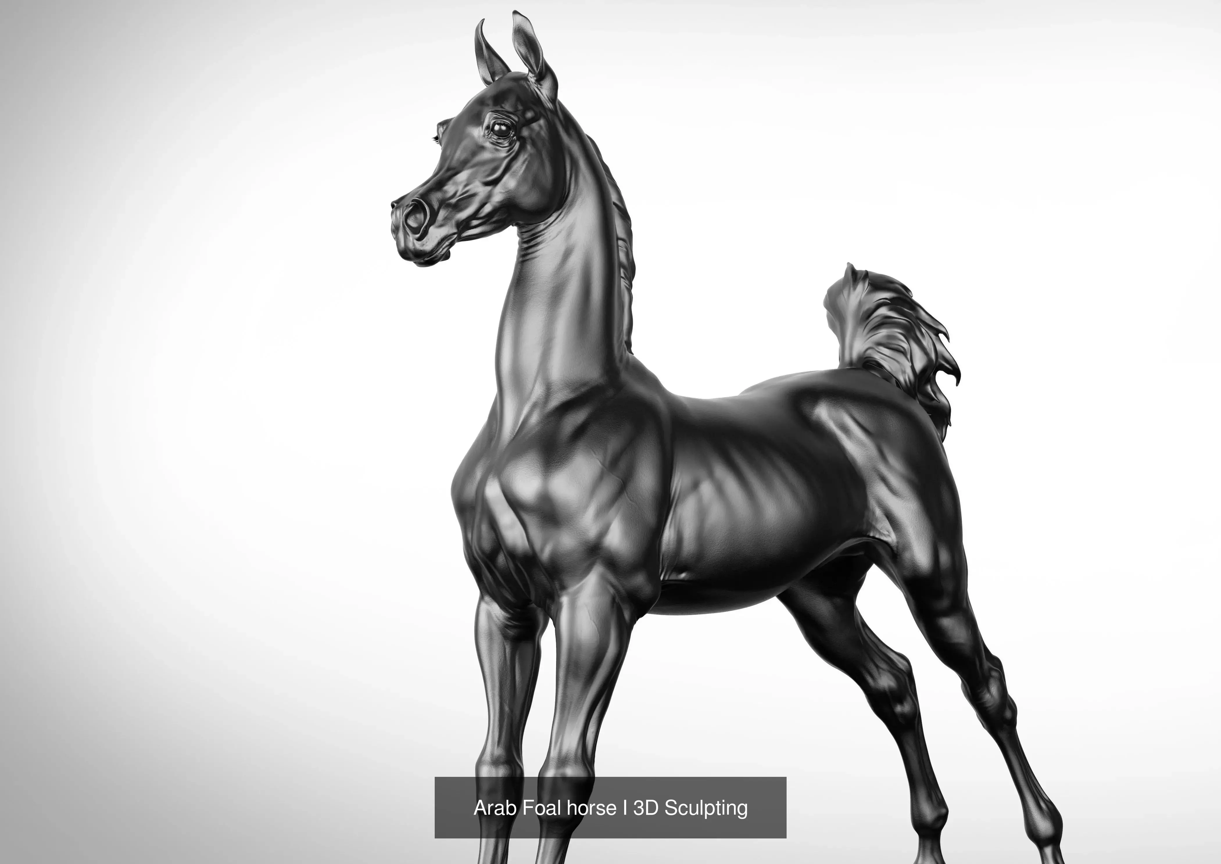 4 Arabian horse I 3D Sculpting 3D Model Collection_10