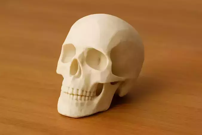 Skull  3D Printable