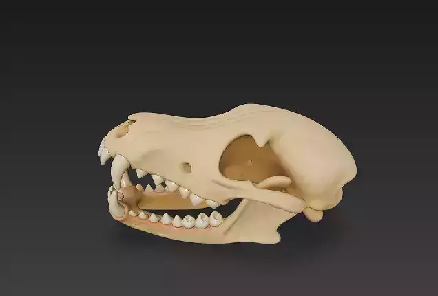 Dog Skull Anatomy 3D Model - Cranium and Mandible  3D model