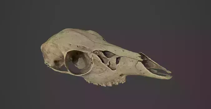 Realistic Scanned Deer Skull
