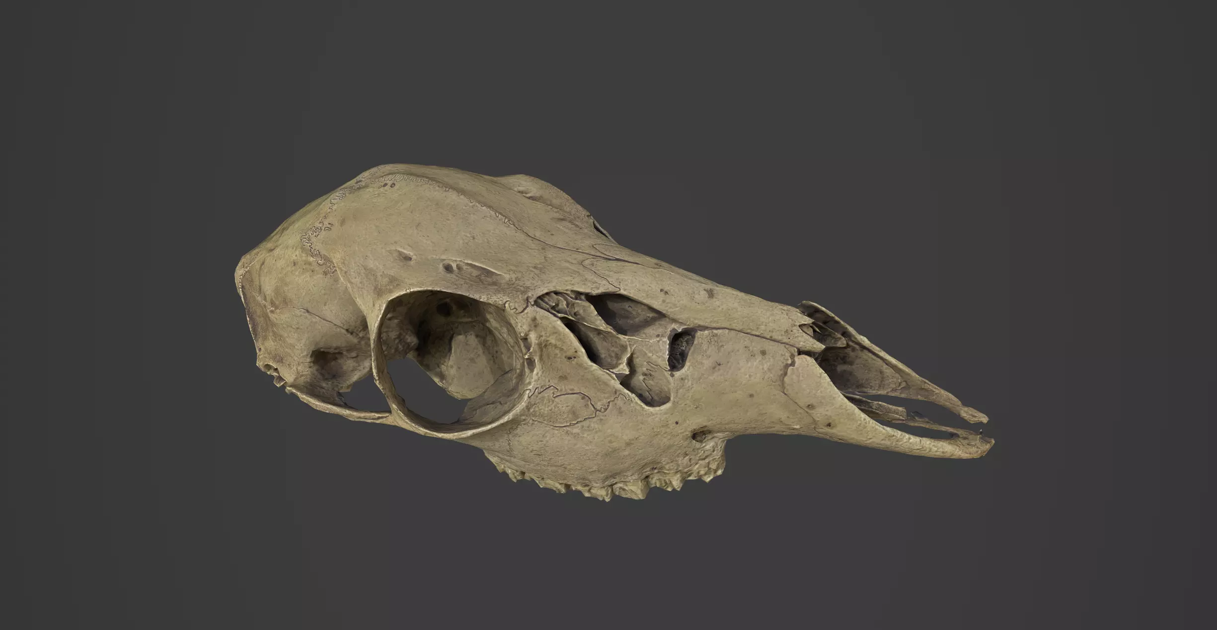 Realistic Scanned Deer Skull Low-poly 3D model