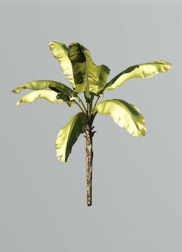 Realistic Banana Plant 3D model