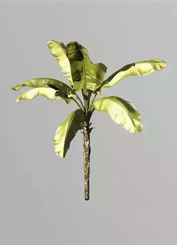 Realistic Banana Plant 3D model