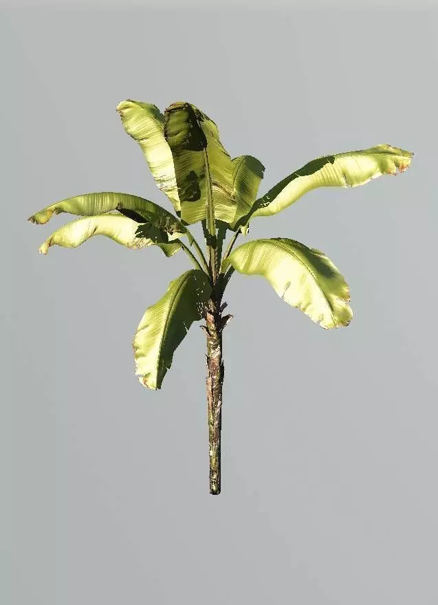 Realistic Banana Plant 3D model_0
