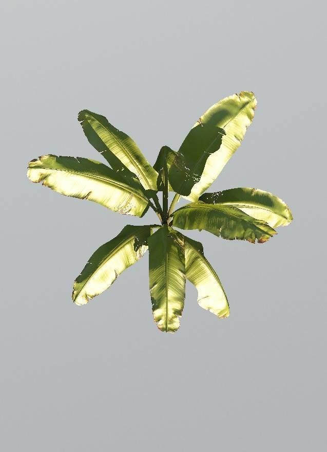 Realistic Banana Plant 3D model_3