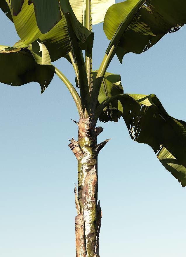 Realistic Banana Plant 3D model_1