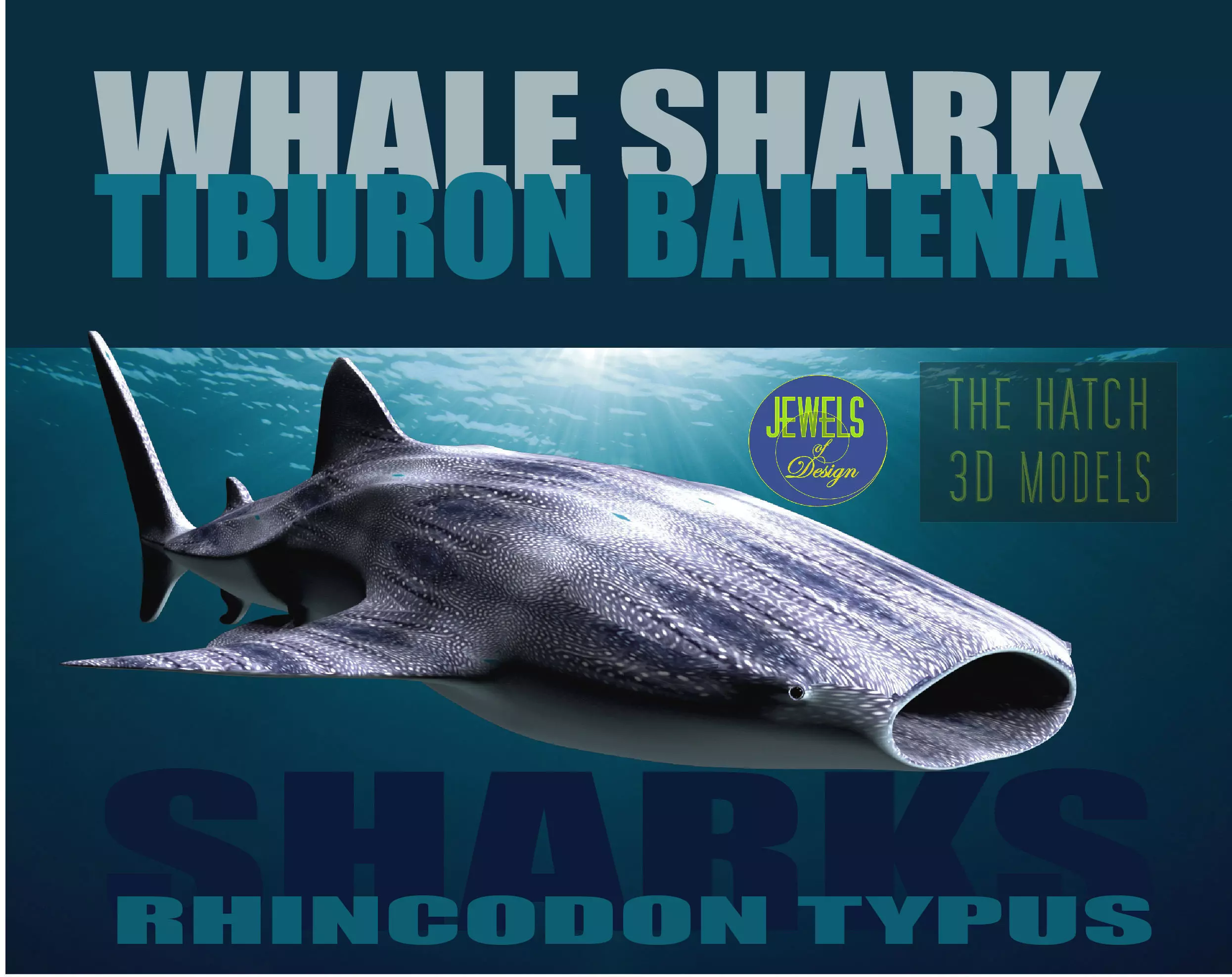Whale Shark Rhincodon 3D model